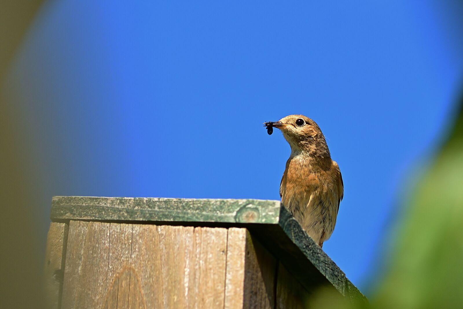 Nikon D5200 sample photo. Bird, common redstart, female photography