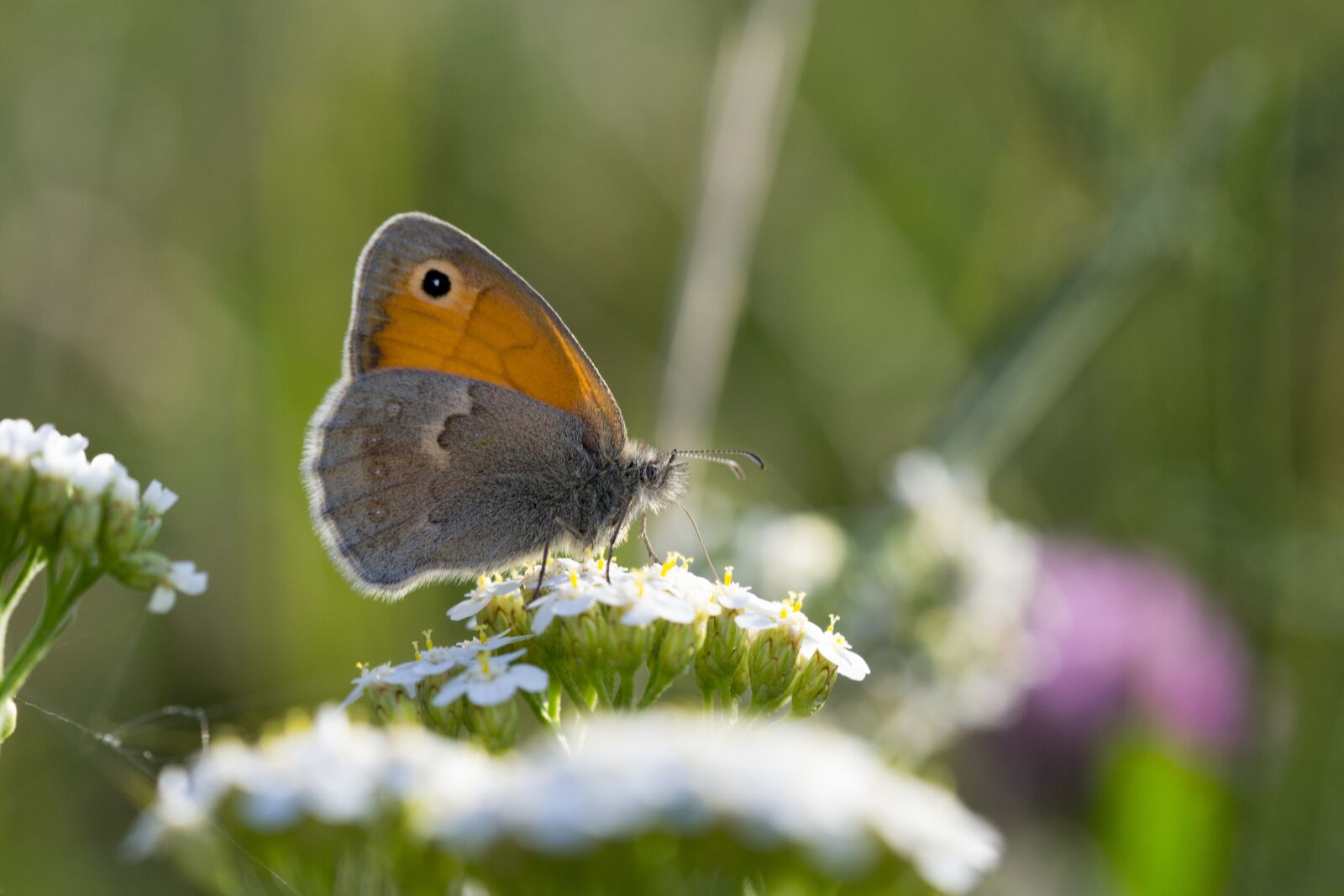 Nikon D3100 sample photo. Butterfly, flower, butterfly wings photography