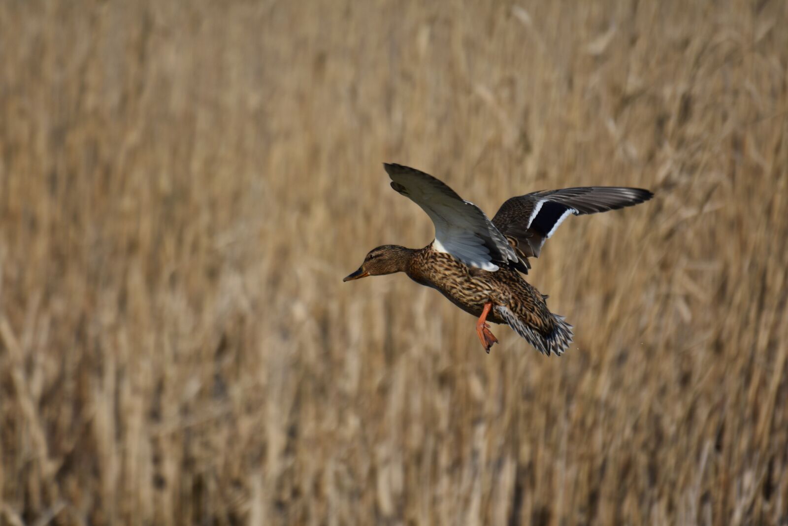 Nikon D7200 sample photo. Animal, lake, waterside photography