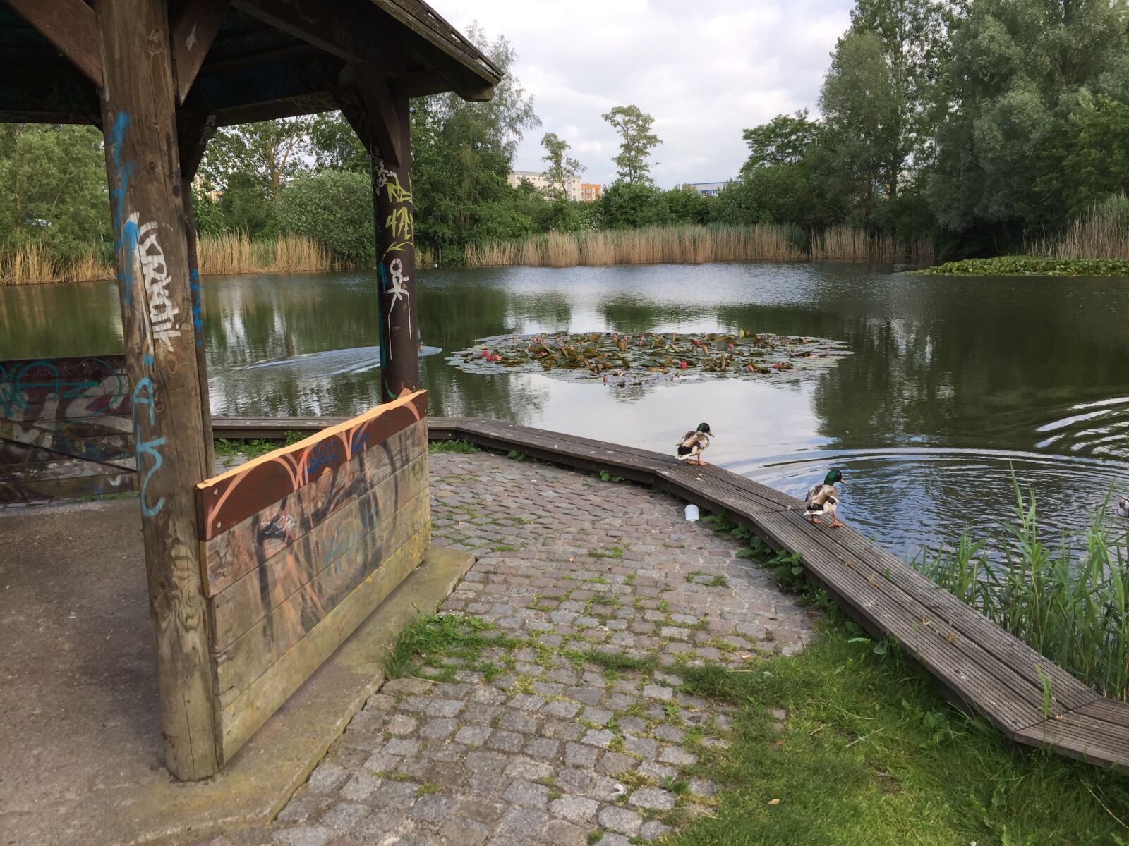 iPhone 6 back camera 4.15mm f/2.2 sample photo. Pond, water lilies, water photography