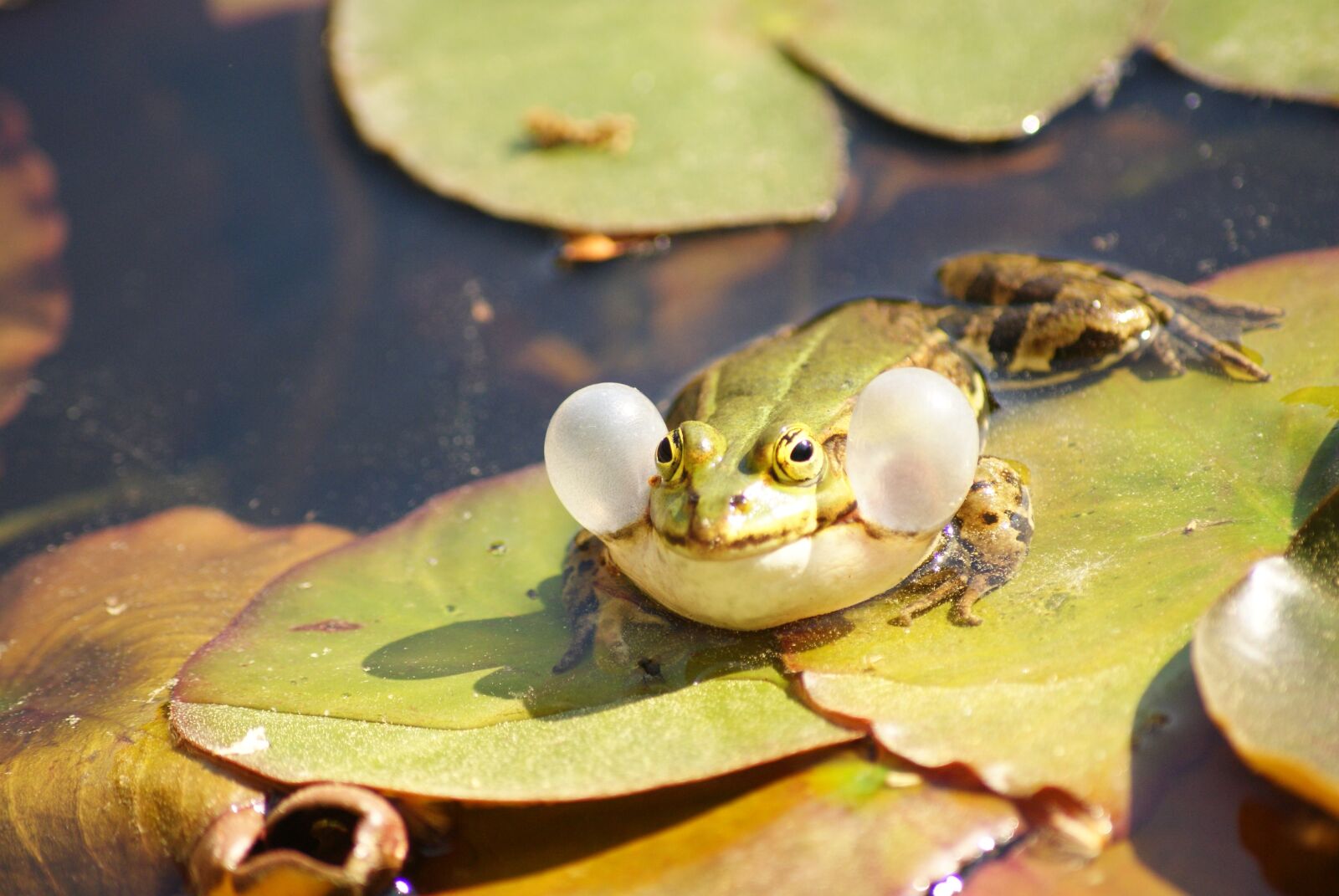 Sony Alpha DSLR-A230 sample photo. Frog, green, vocal sac photography