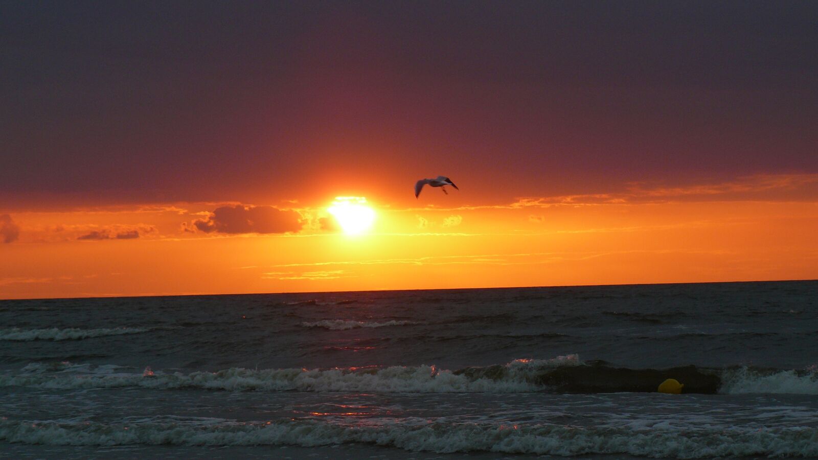 Panasonic DMC-FZ8 sample photo. Sea, sunset, bird photography