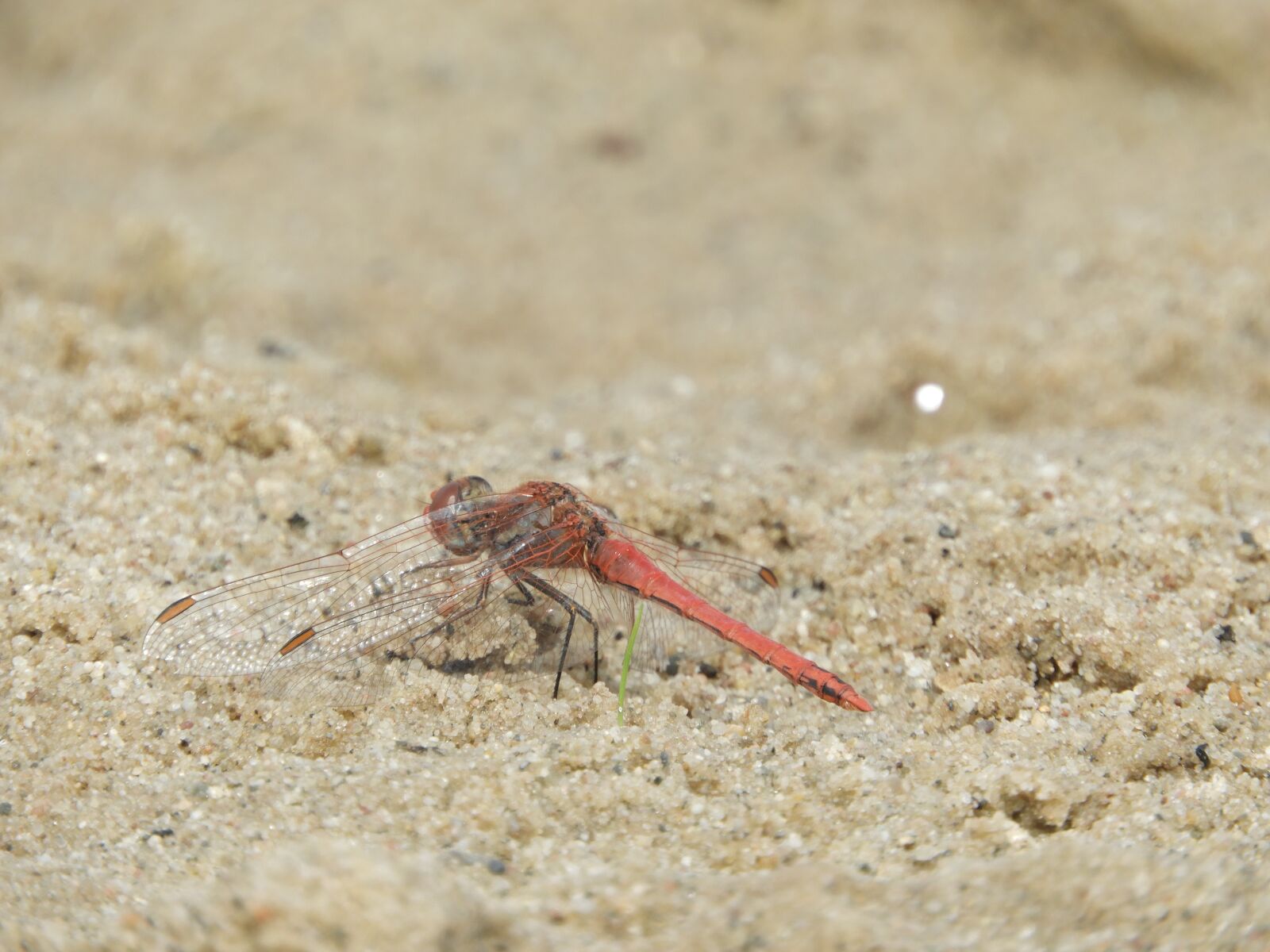 Nikon Coolpix B700 sample photo. Dragonfly, wing, insect photography