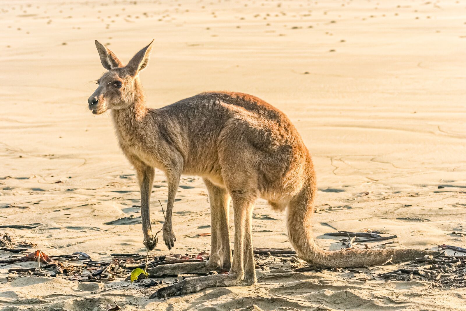 Canon EOS 20D sample photo. Kangaroo, beach, australia photography