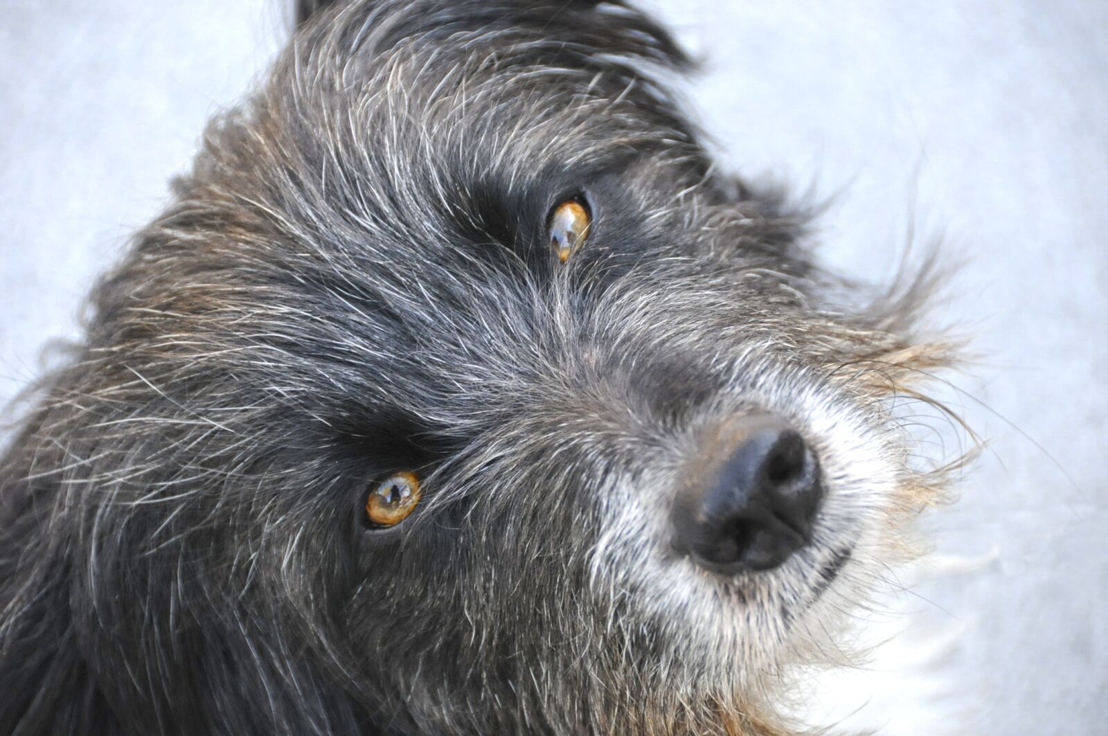 Nikon D300 sample photo. Dog, head, animal photography