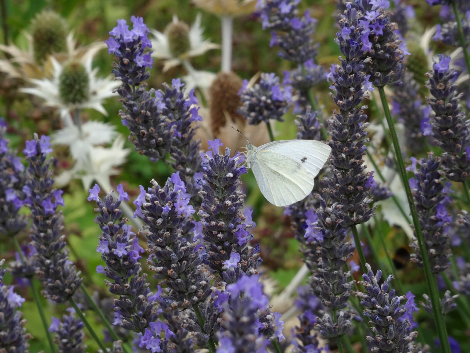 Sony DSC-HX50 sample photo. Butterfly, lavender, nature photography