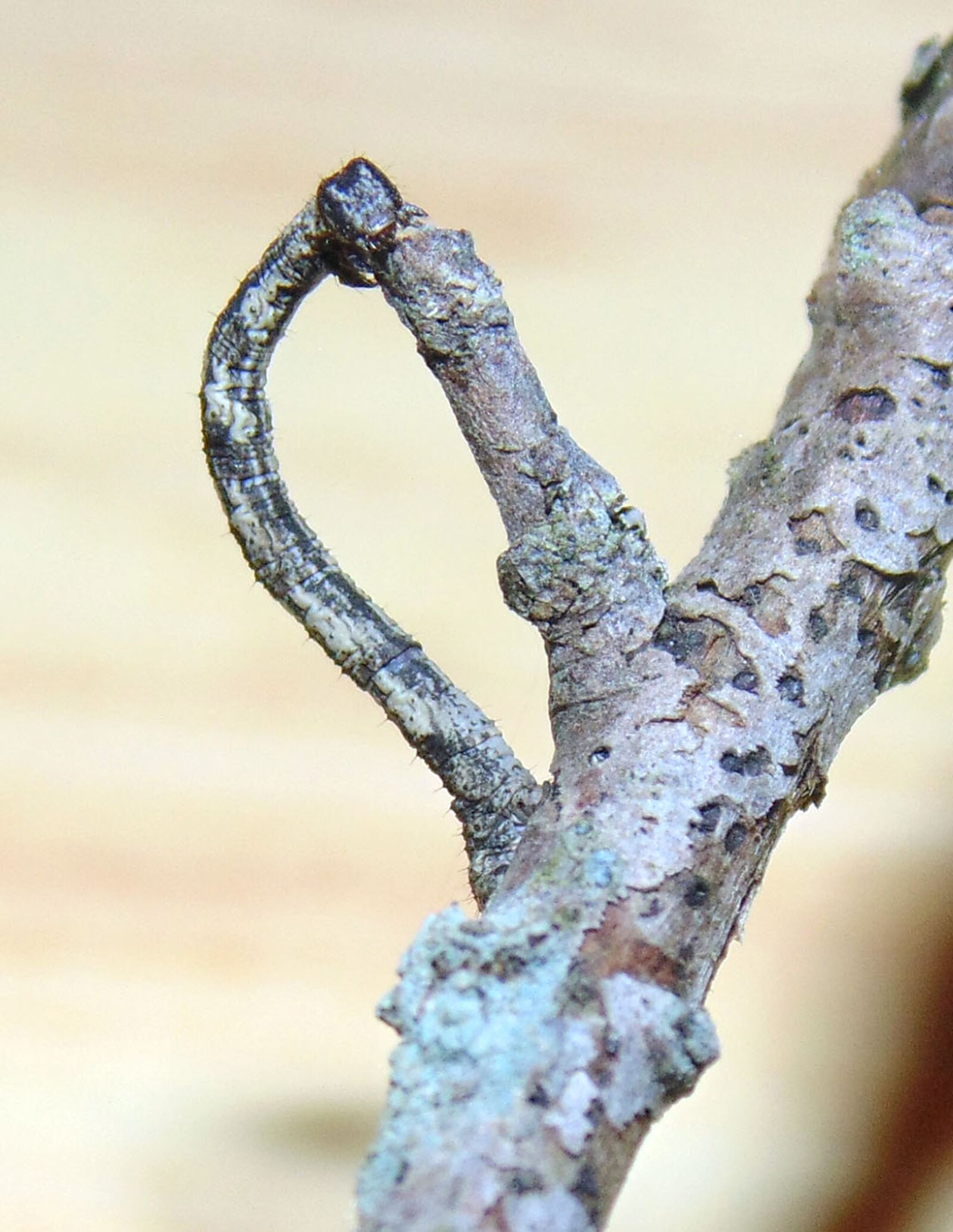 Sony Cyber-shot DSC-H200 sample photo. Inchworm, worm, nature photography