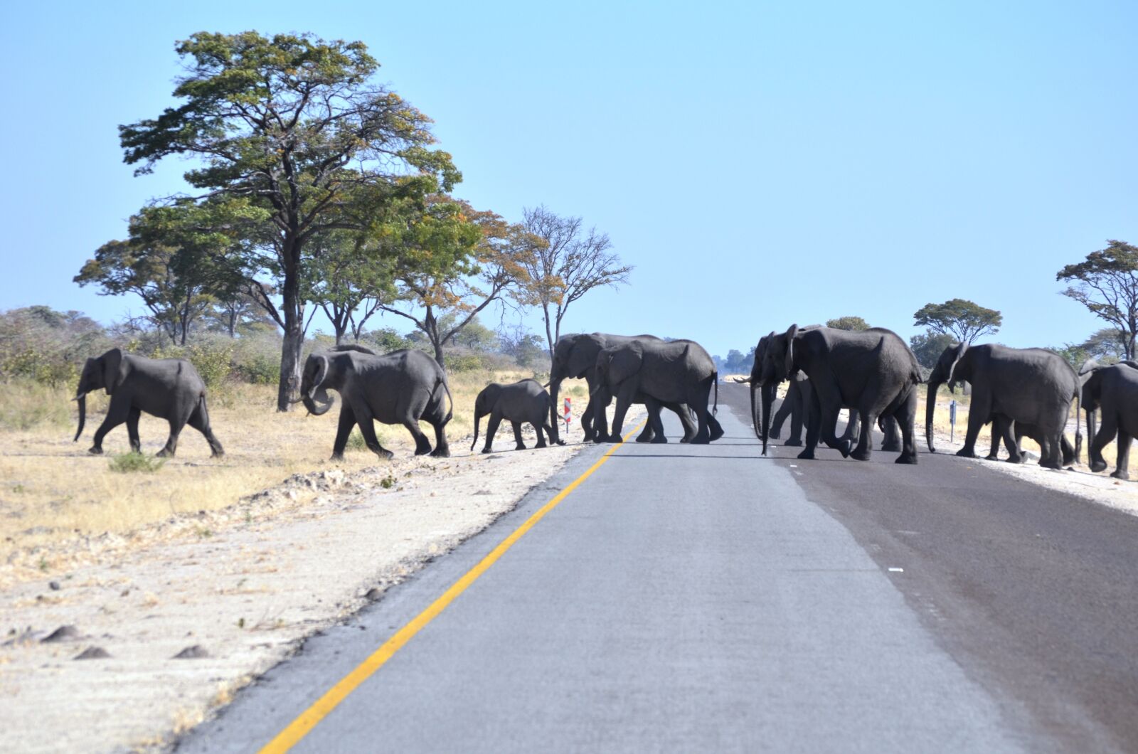 Nikon D5100 sample photo. Elephants, herd, animals photography