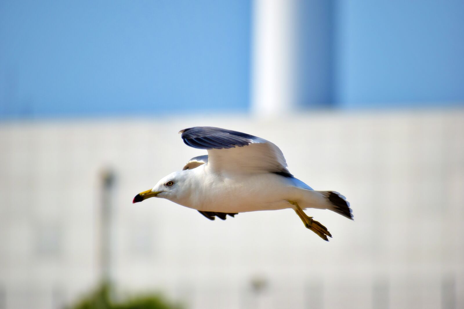 Nikon D5300 sample photo. Daebudo, seagull, zoom shot photography