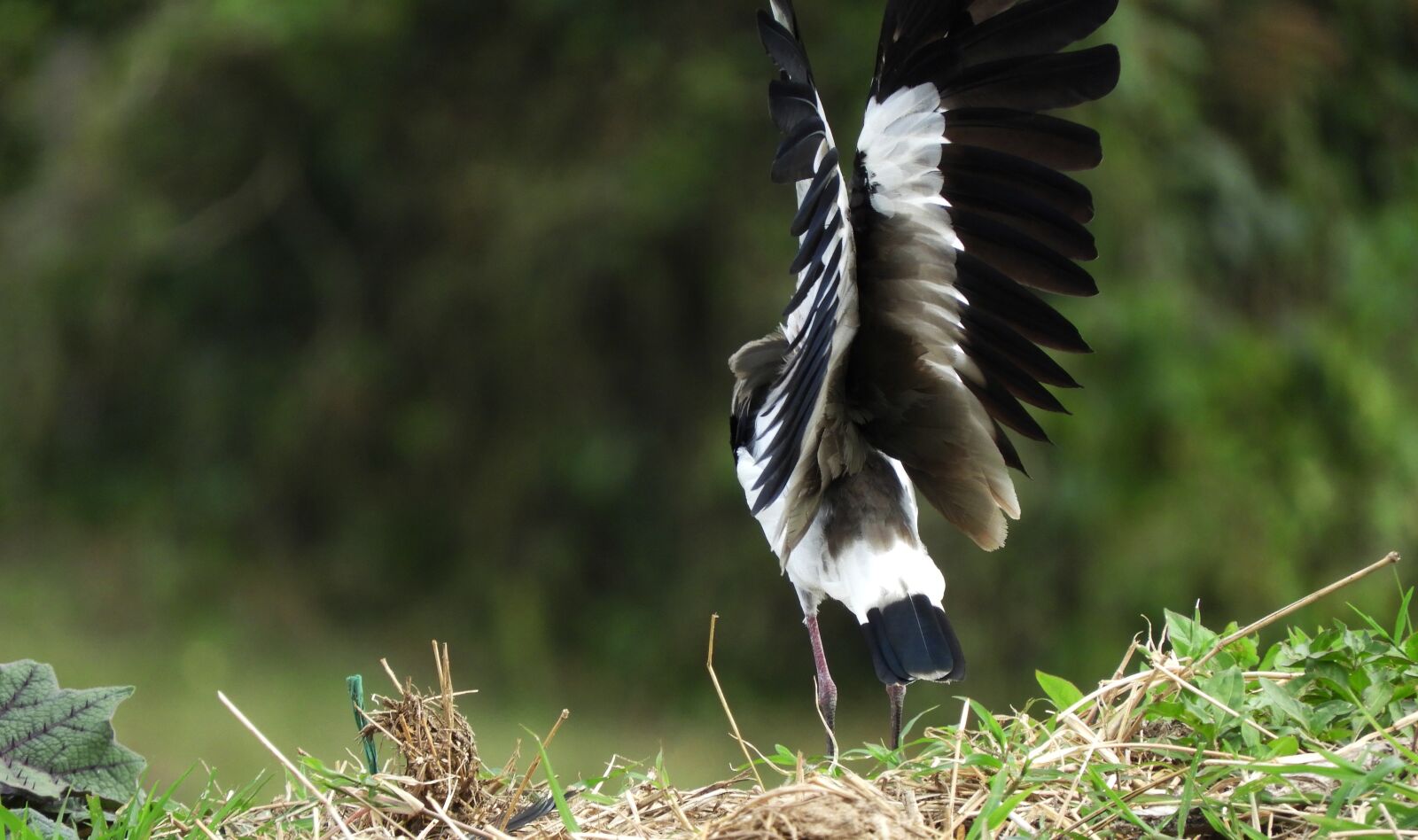 Nikon Coolpix B700 sample photo. Fauna, bird, ave photography