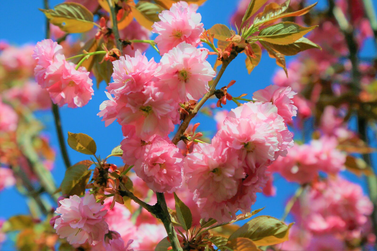 Canon EF 24-105mm F4L IS USM sample photo. Flowers, spring, nature photography