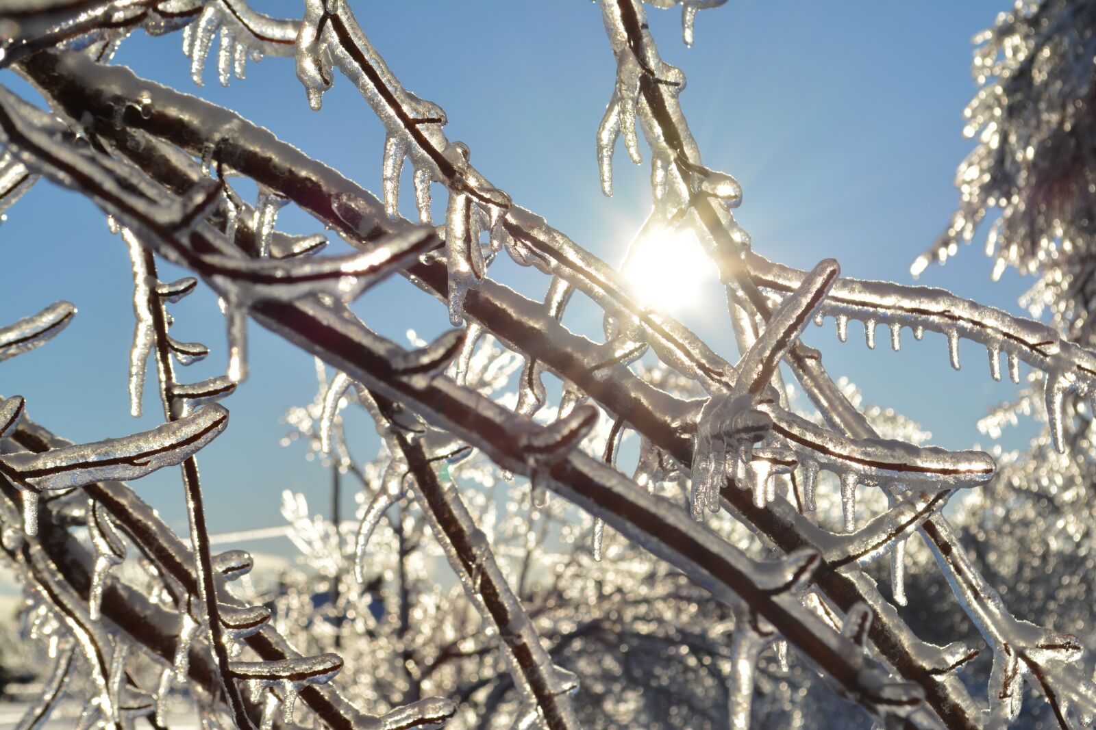 Nikon D5200 sample photo. Sun, winter, branch photography