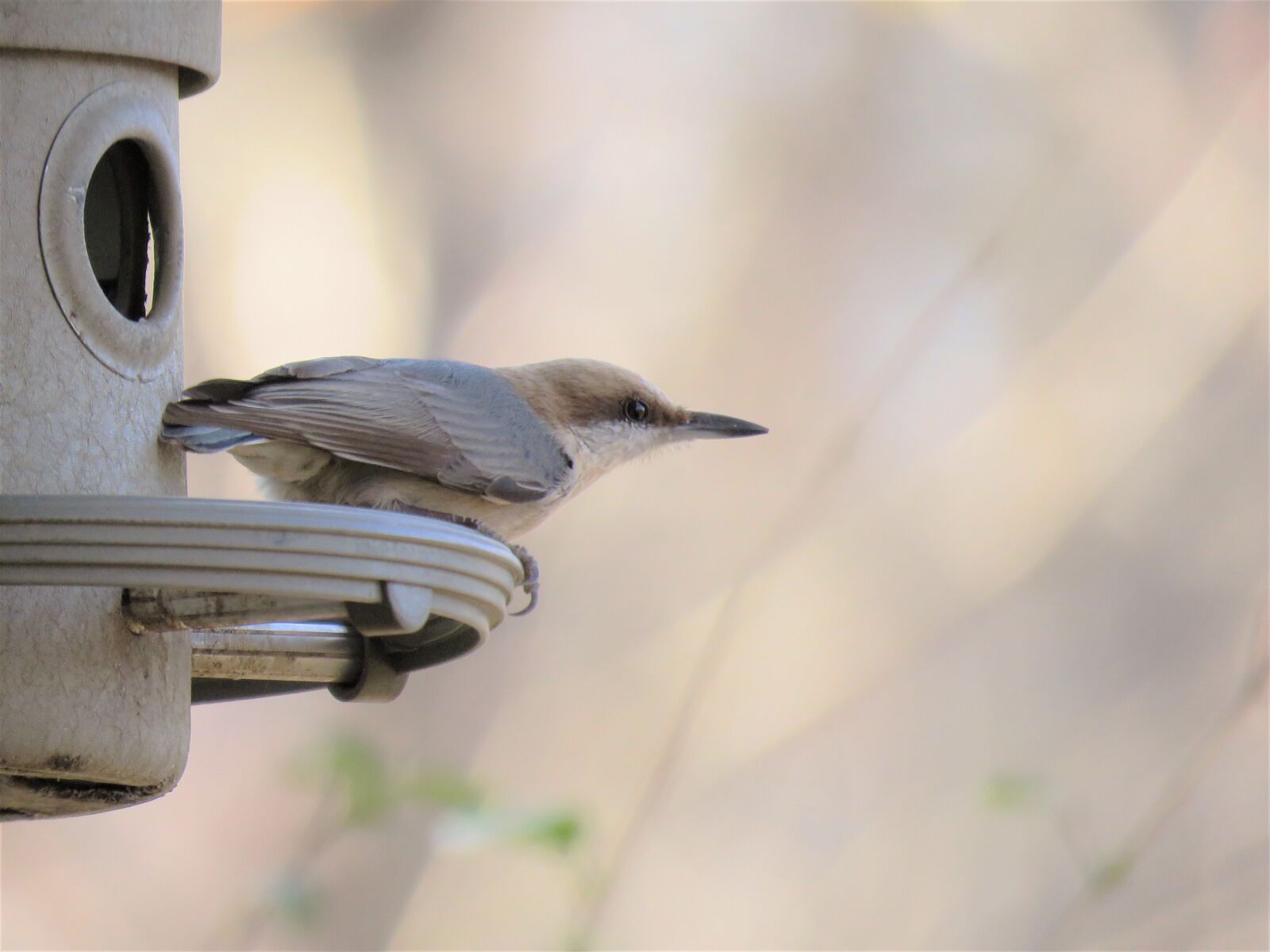 Canon PowerShot SX60 HS sample photo. Bird, nature, wildlife photography
