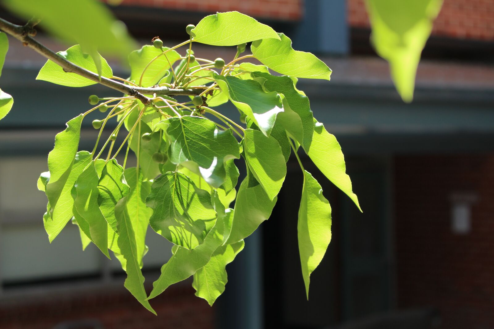 Canon EOS 700D (EOS Rebel T5i / EOS Kiss X7i) sample photo. Plants, green, nature photography