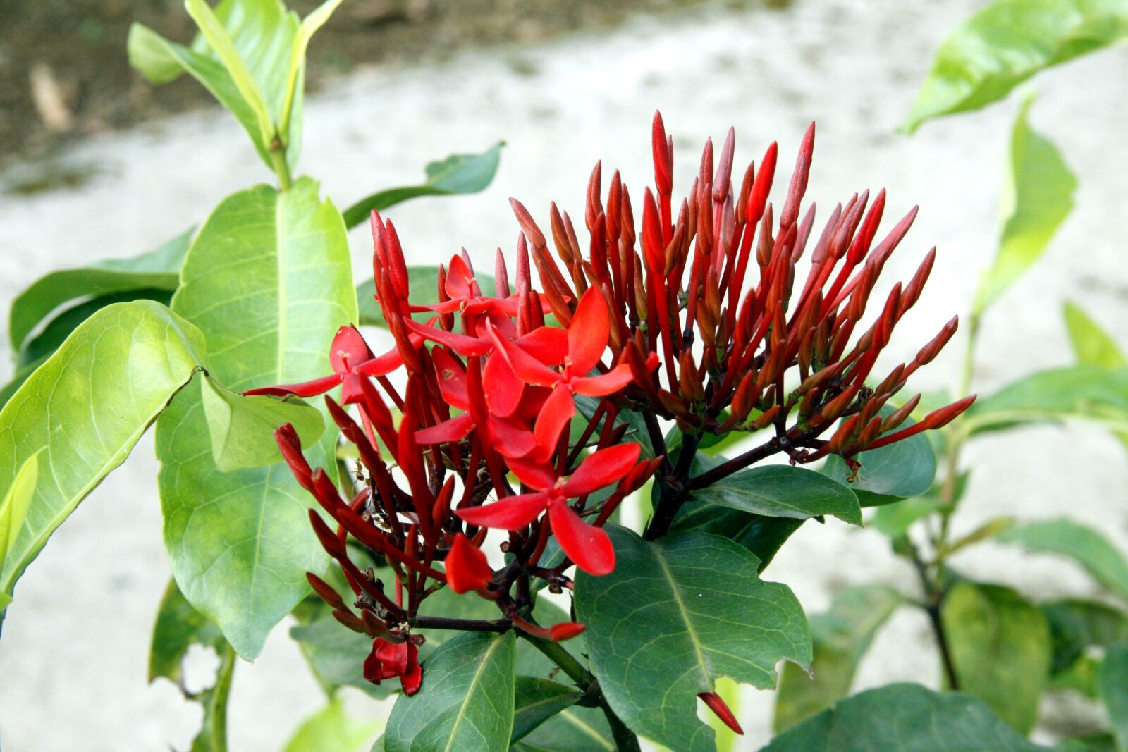 Canon EOS 50D sample photo. Flower, red, light photography