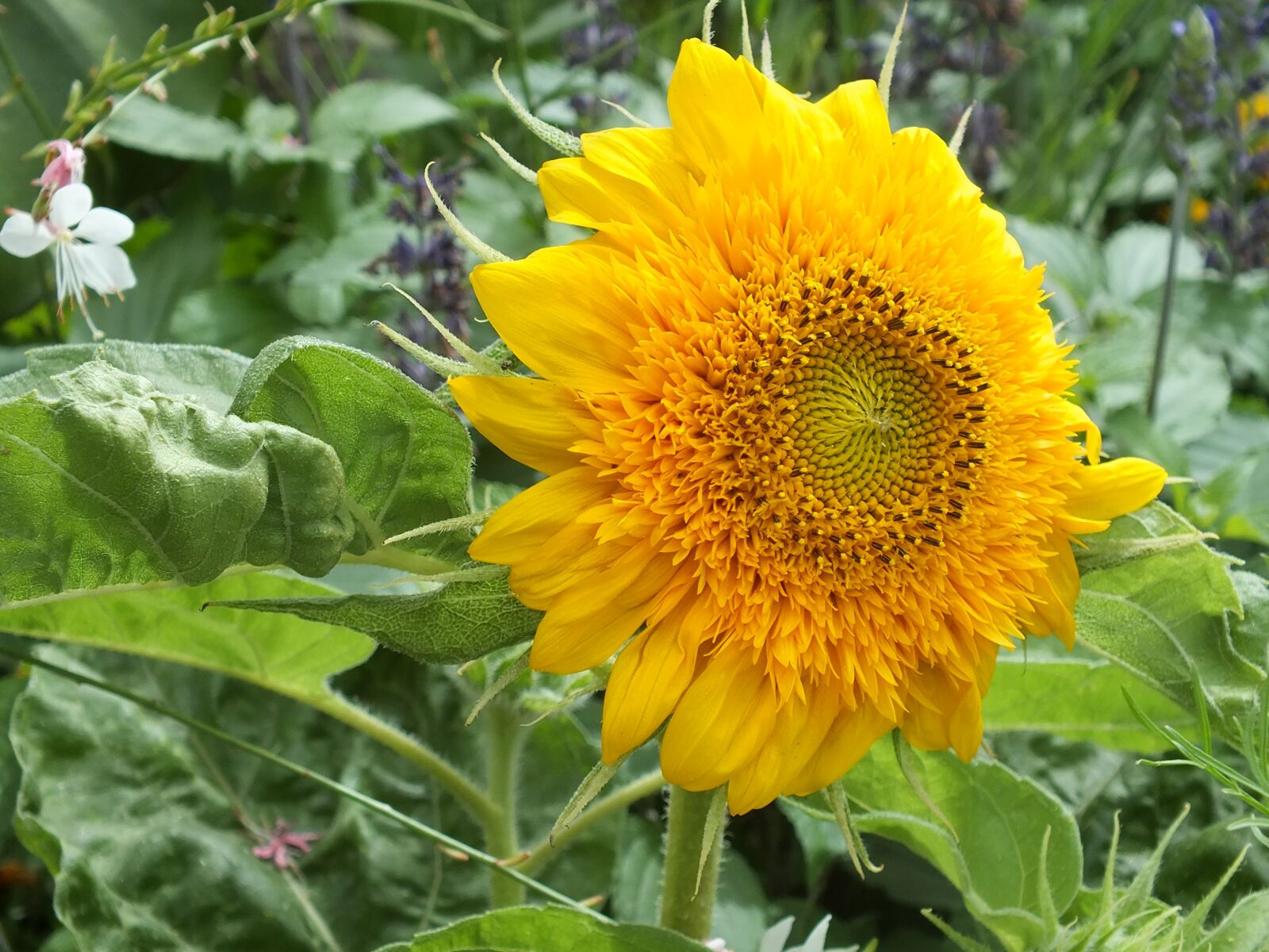 Fujifilm FinePix HS35EXR sample photo. Sunflower, summer flowers, garden photography