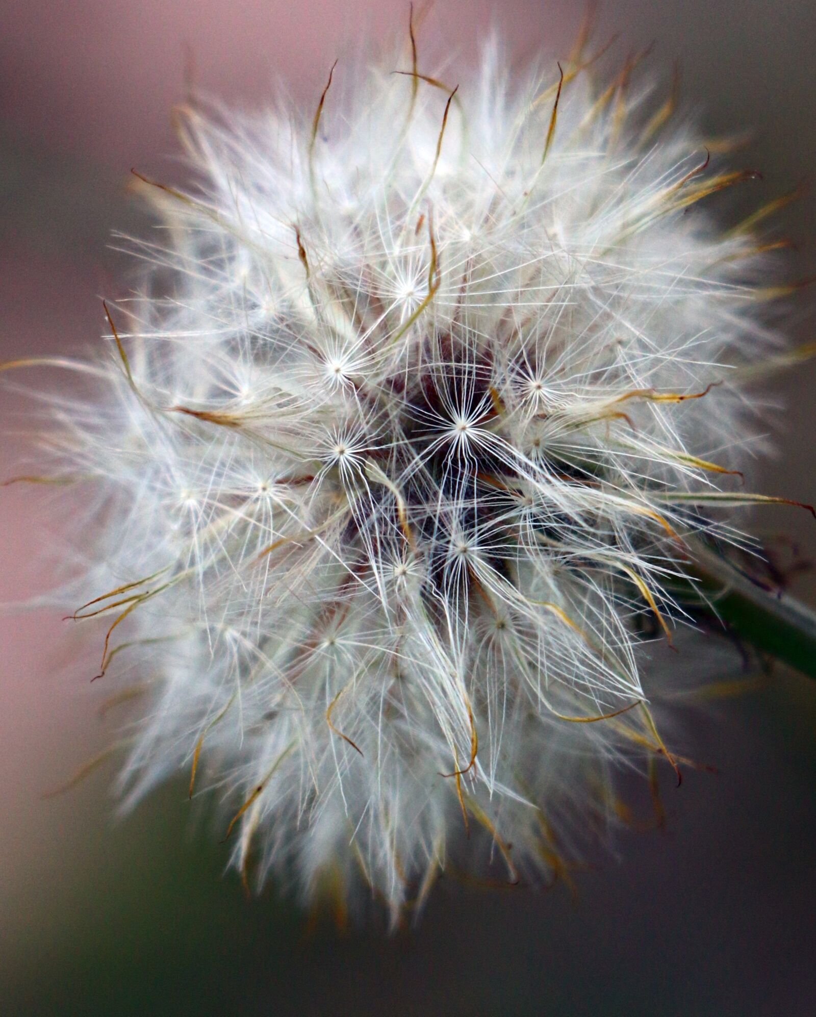 Canon EOS 70D sample photo. Dandelion, weed, seeds photography