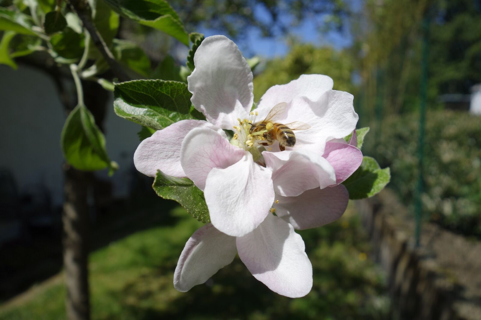 Sony Cyber-shot DSC-RX100 sample photo. Apple blossom, honey bee photography