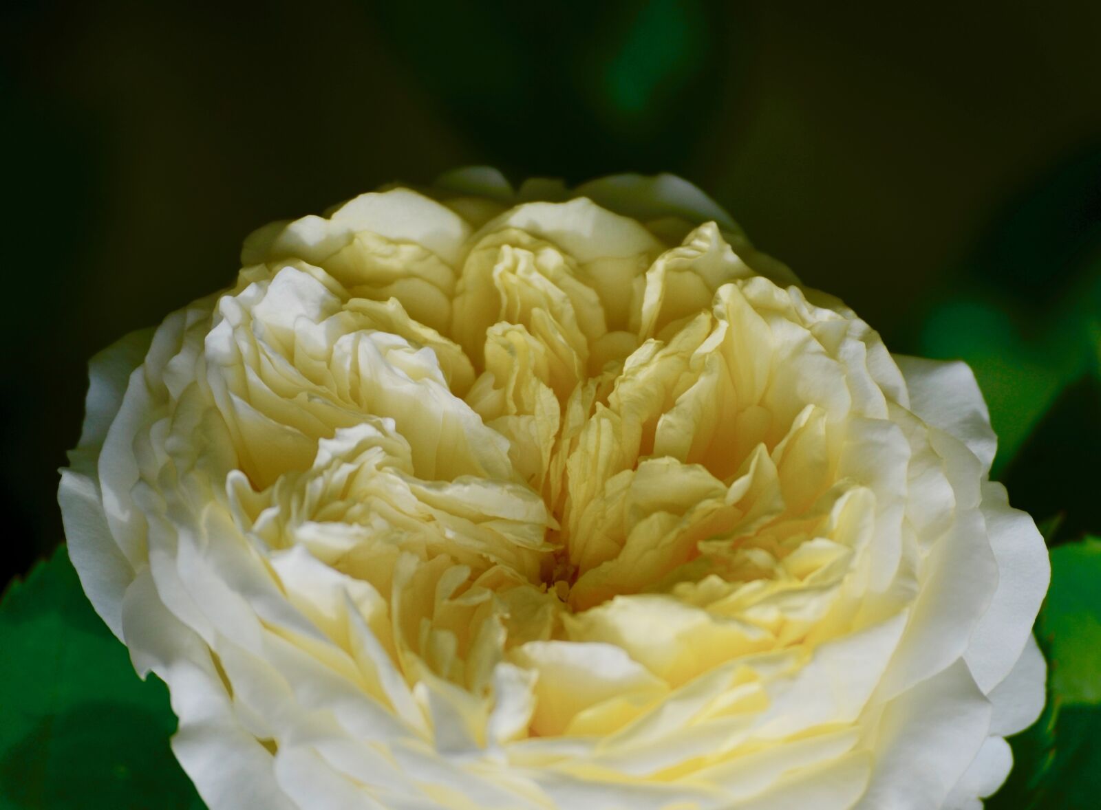 Nikon D5100 sample photo. Rose, blossom, bloom photography