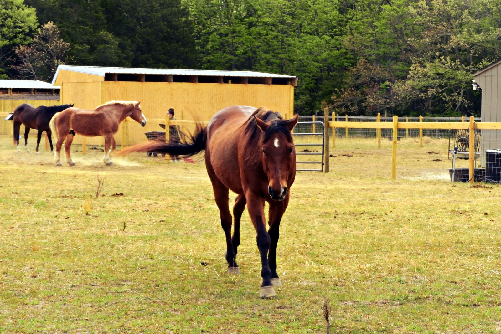 Nikon Coolpix P610 sample photo. Horses, meadow, stable photography