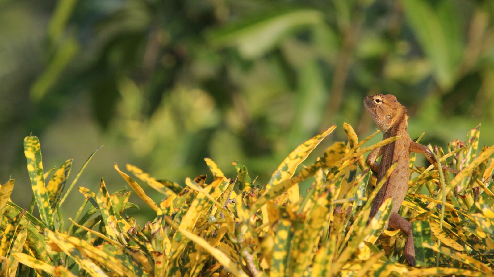 Canon EF-S 55-250mm F4-5.6 IS STM sample photo. Chameleon, by nature, animals photography