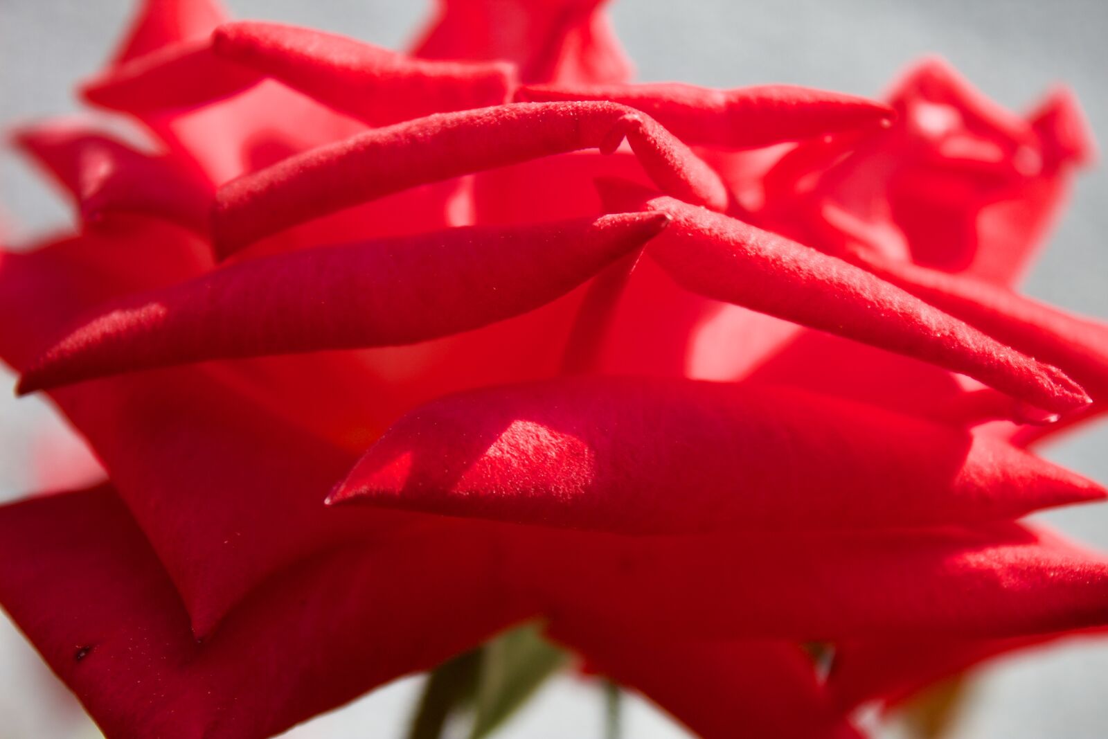 Canon EOS 1300D (EOS Rebel T6 / EOS Kiss X80) sample photo. Rose, red, flower photography