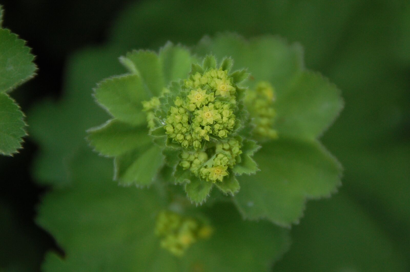 Nikon D40 sample photo. Plant, leaf, nature photography