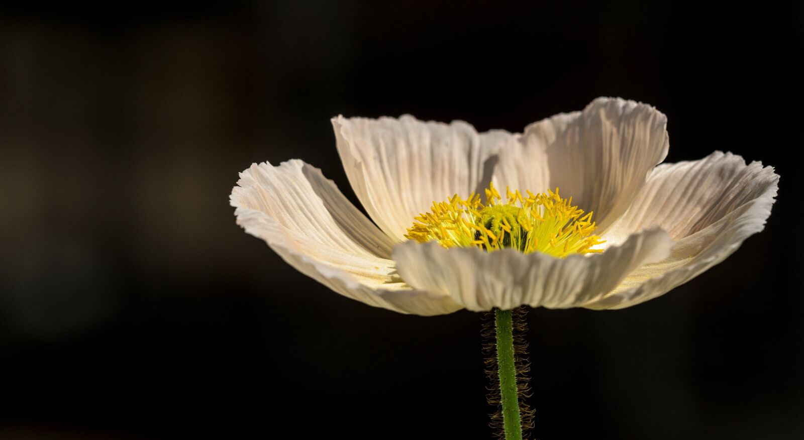 Nikon D7000 sample photo. Poppy, flower, nature photography