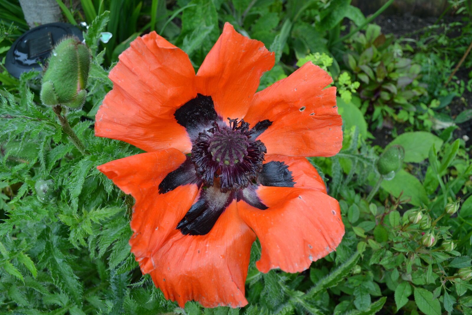 Nikon D3100 sample photo. Poppy, red, black photography