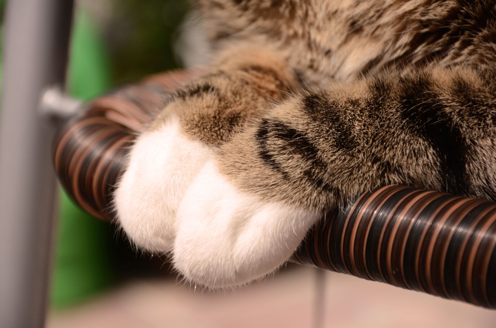Nikon D7100 sample photo. Kitten, cat, feet photography
