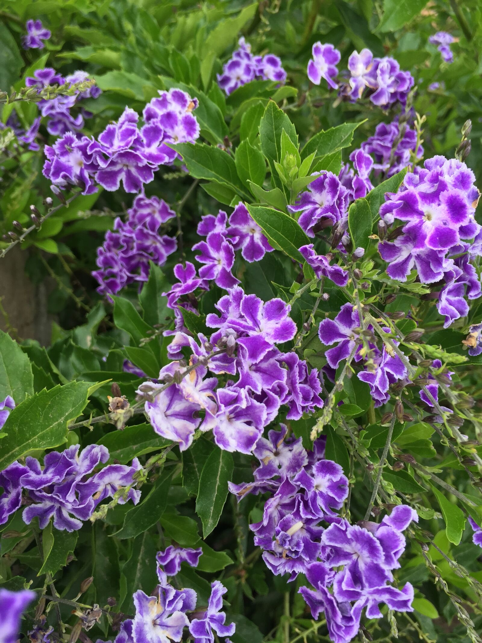Apple iPhone 6 sample photo. Flowers, purple, nature photography