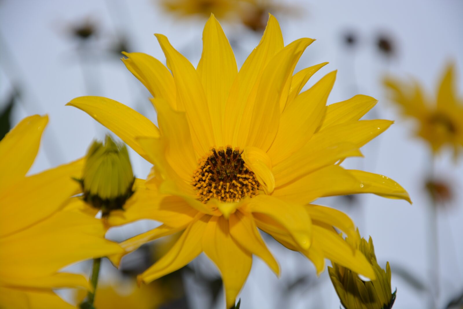 Nikon D5200 sample photo. Flower, yellow petals, yellow photography