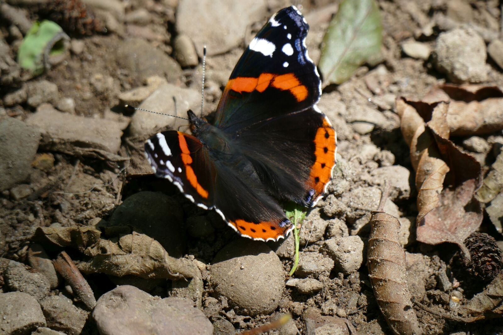 Panasonic Lumix DMC-FZ1000 sample photo. Admiral, butterfly, spring photography