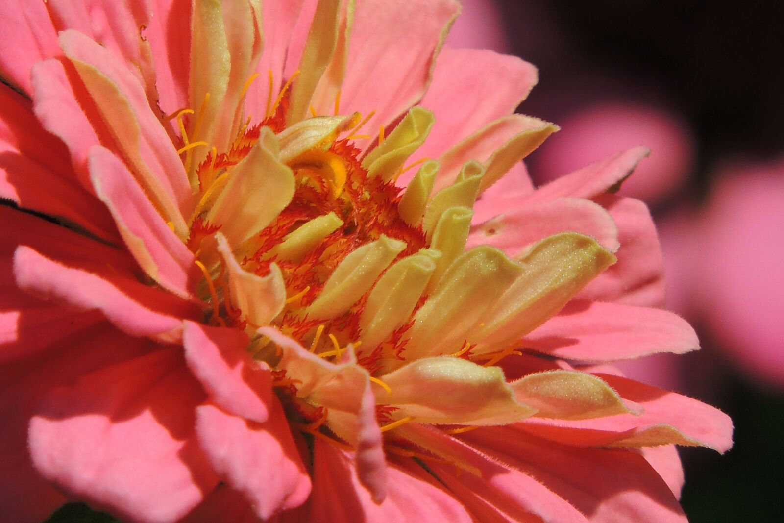 Nikon Coolpix P510 sample photo. Zinnia, floral, flower photography