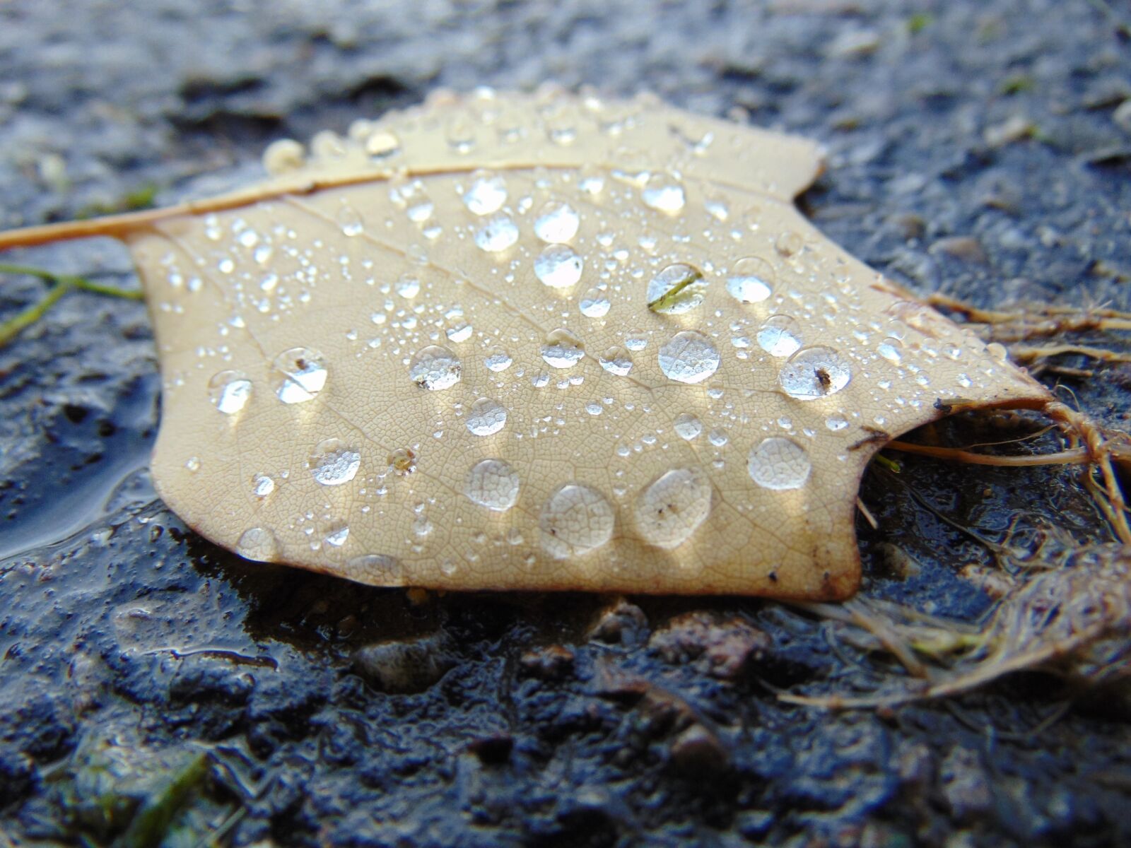 Sony Cyber-shot DSC-H300 sample photo. Autumn, fall, leaf photography