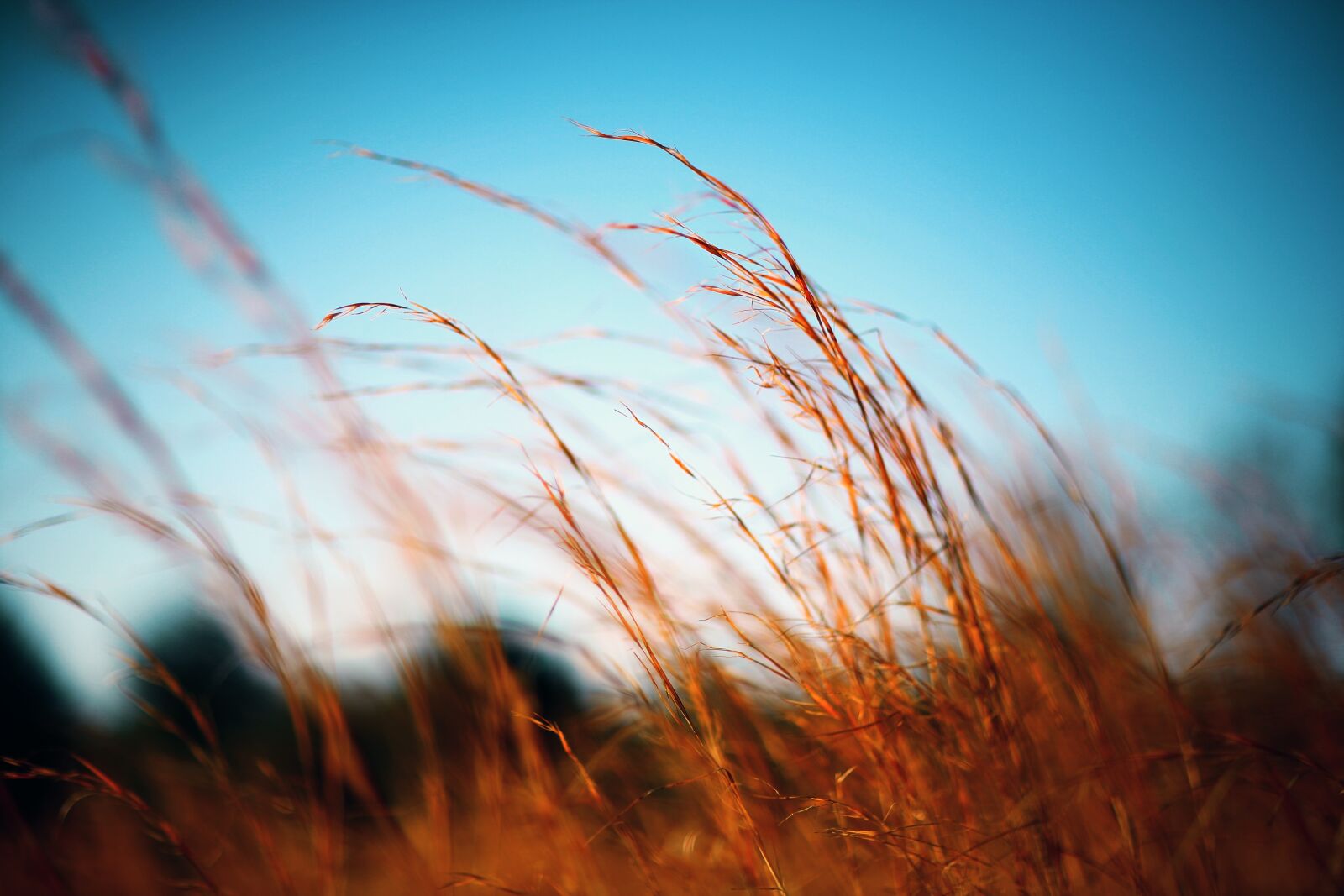 Canon EOS 5D sample photo. Close-up, field, grass photography