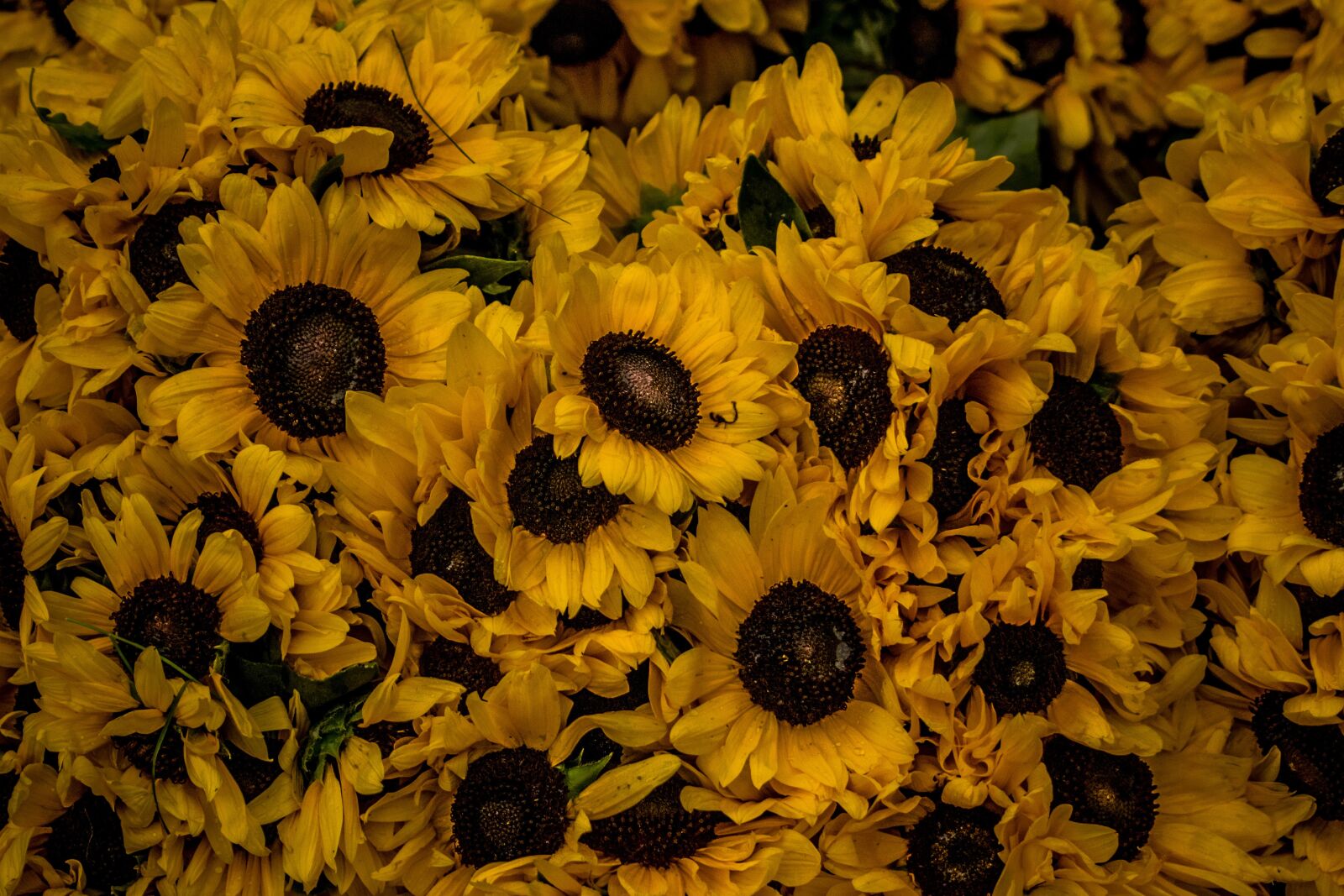 Nikon D3300 sample photo. Sunflowers, yellow, sunflower photography