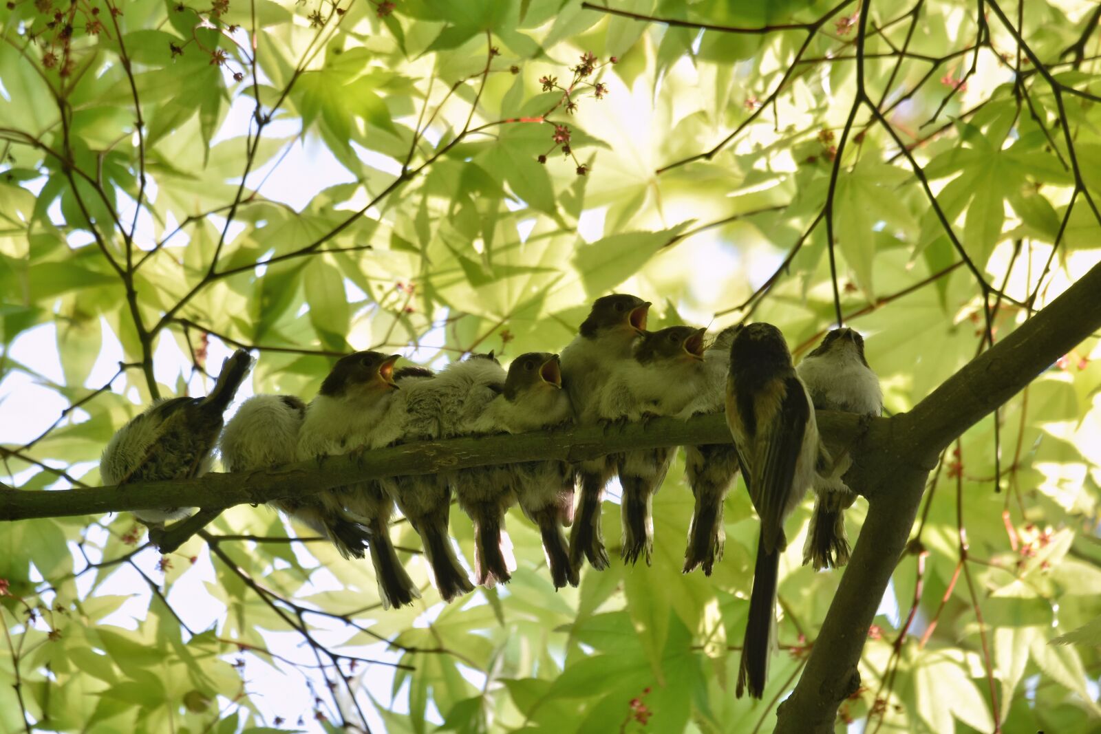 Nikon D7200 sample photo. Animal, forest, fresh green photography