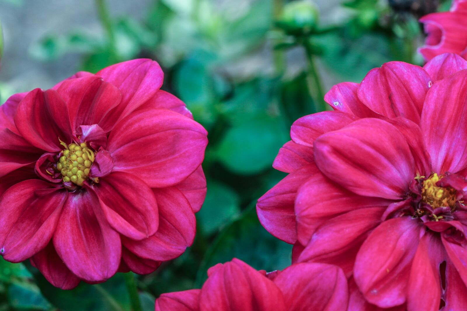 Canon EOS 7D Mark II sample photo. Flower, nature, garden flower photography