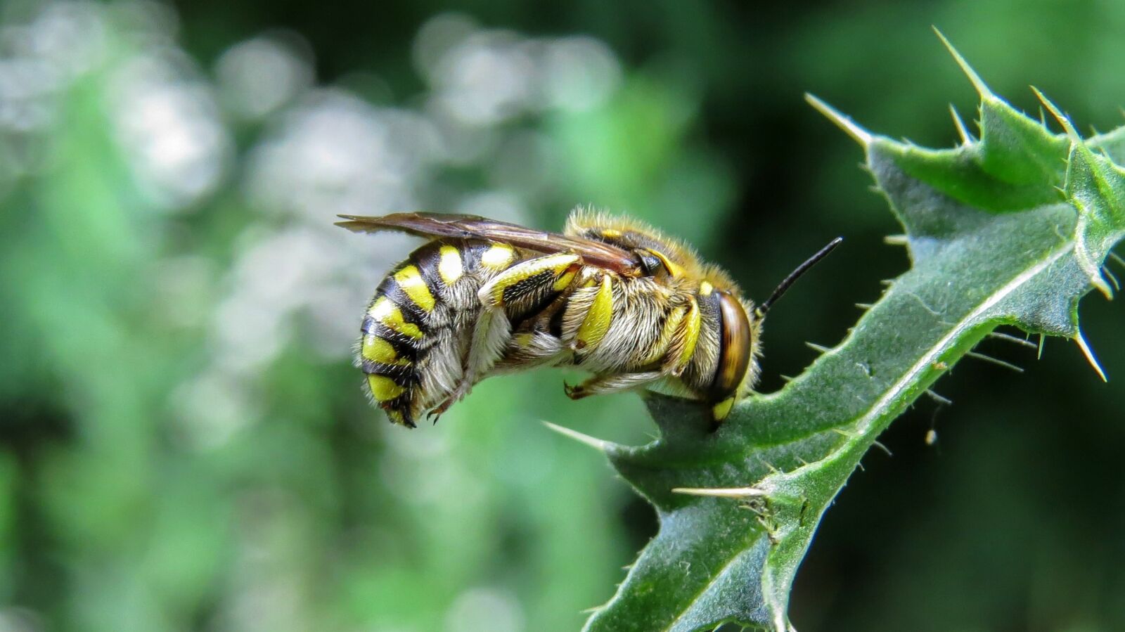 Canon PowerShot SX50 HS sample photo. Bee, nature, macro photography