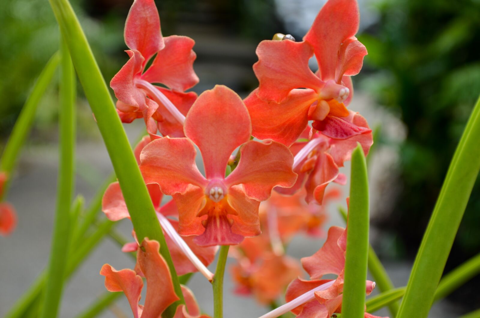 Nikon D5100 sample photo. Flower, plant, nature photography