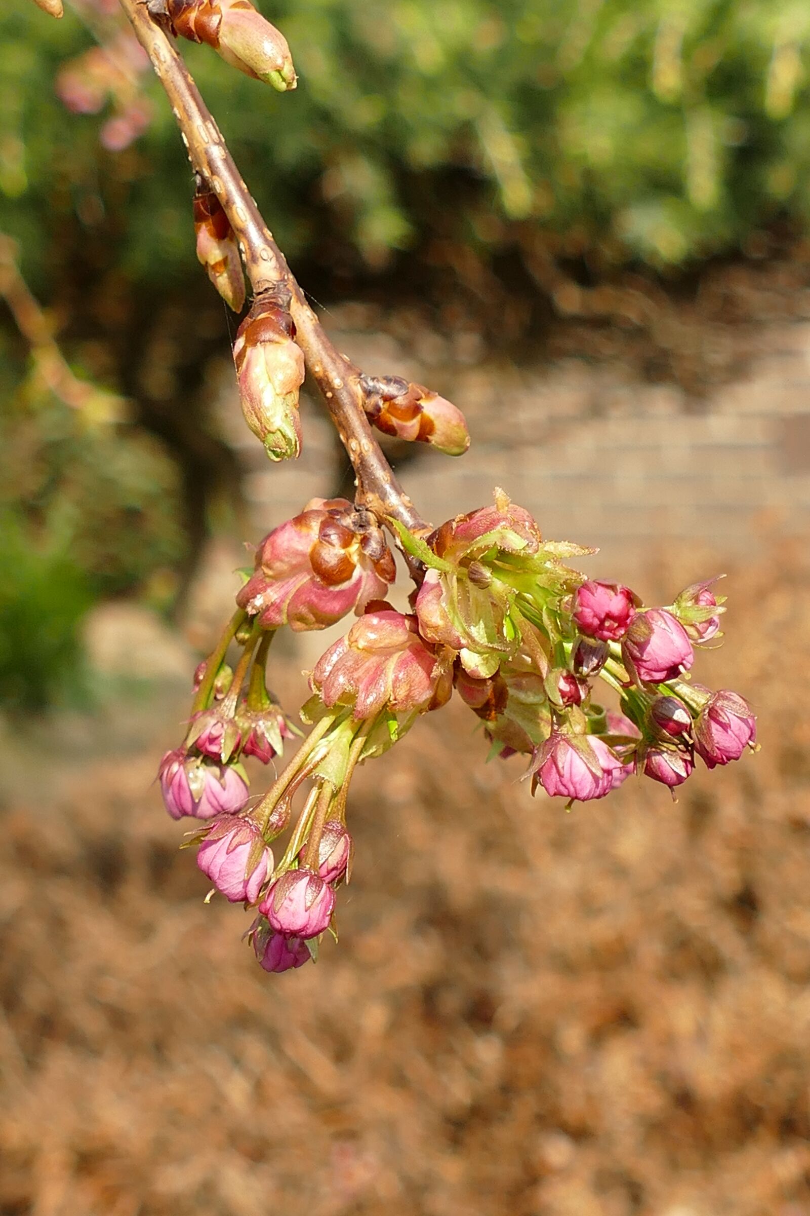 Panasonic Lumix DMC-FZ1000 sample photo. Prunus, japanese cherry, blossom photography