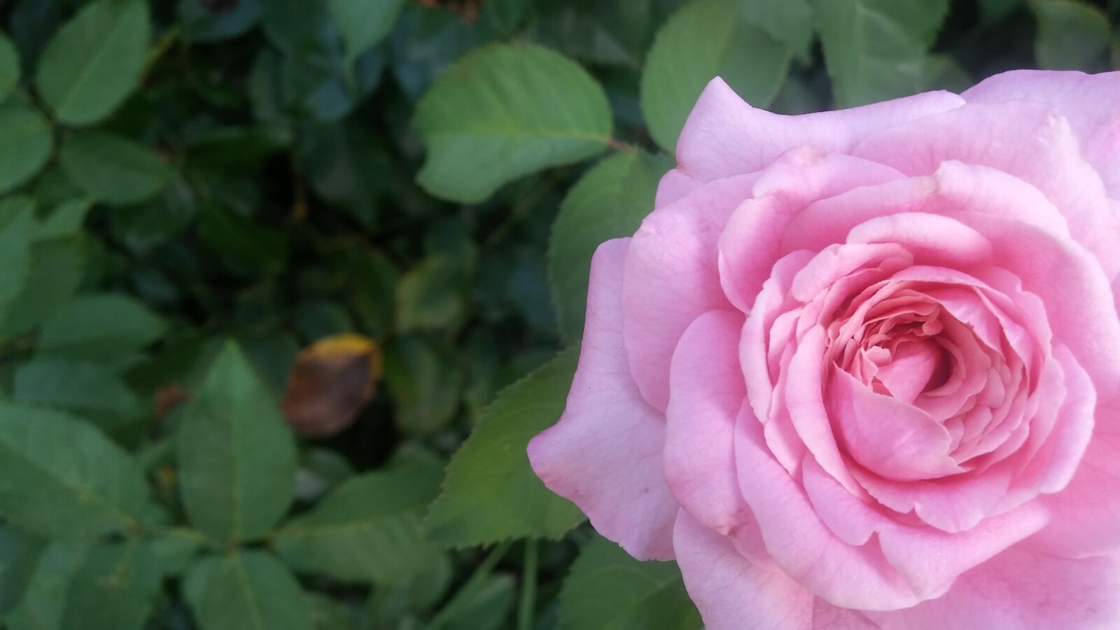 LG G STYLO sample photo. Pink rose, leaf, flower photography