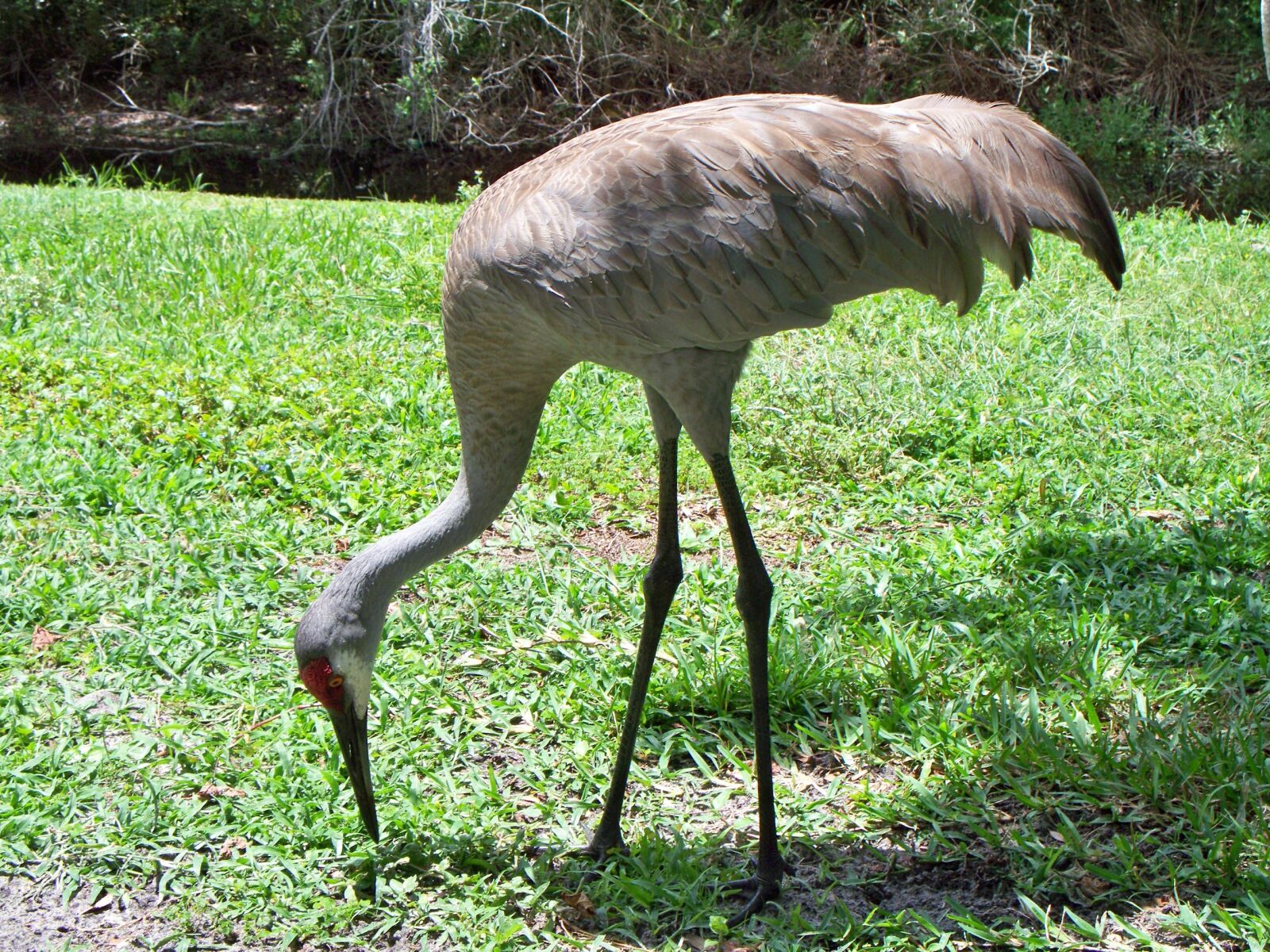 Kodak EASYSHARE Z1485 IS DIGITAL CAMERA sample photo. Sandhill, crane, bird photography
