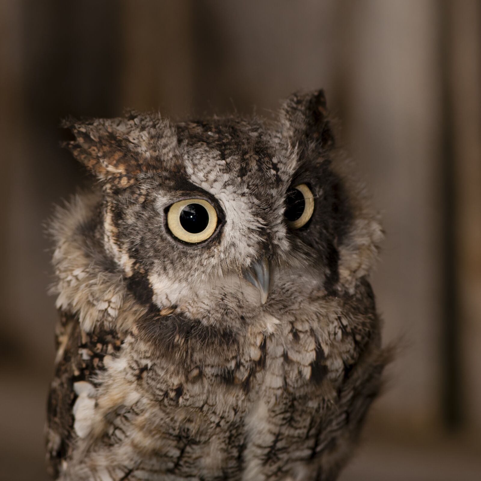 Nikon D300 sample photo. Little duke, owl, raptor photography