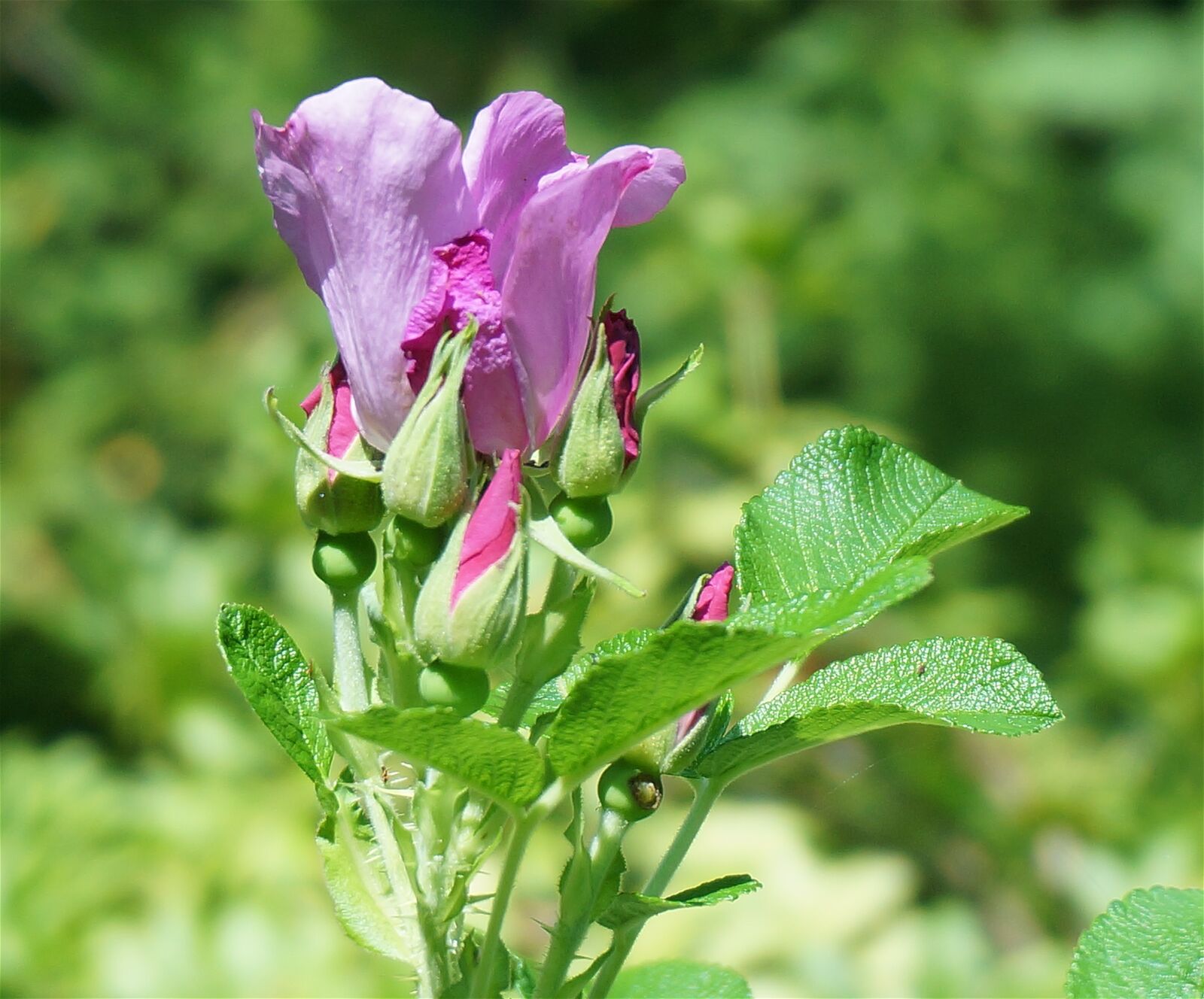 Sony Alpha NEX-5T sample photo. Rose, buds, rugosa rose photography