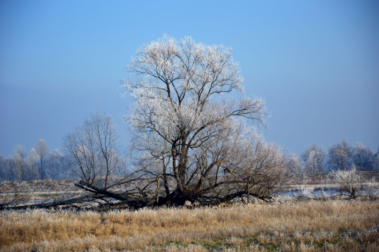 Nikon D3200 sample photo. Landscape, tree, hoarfrost photography