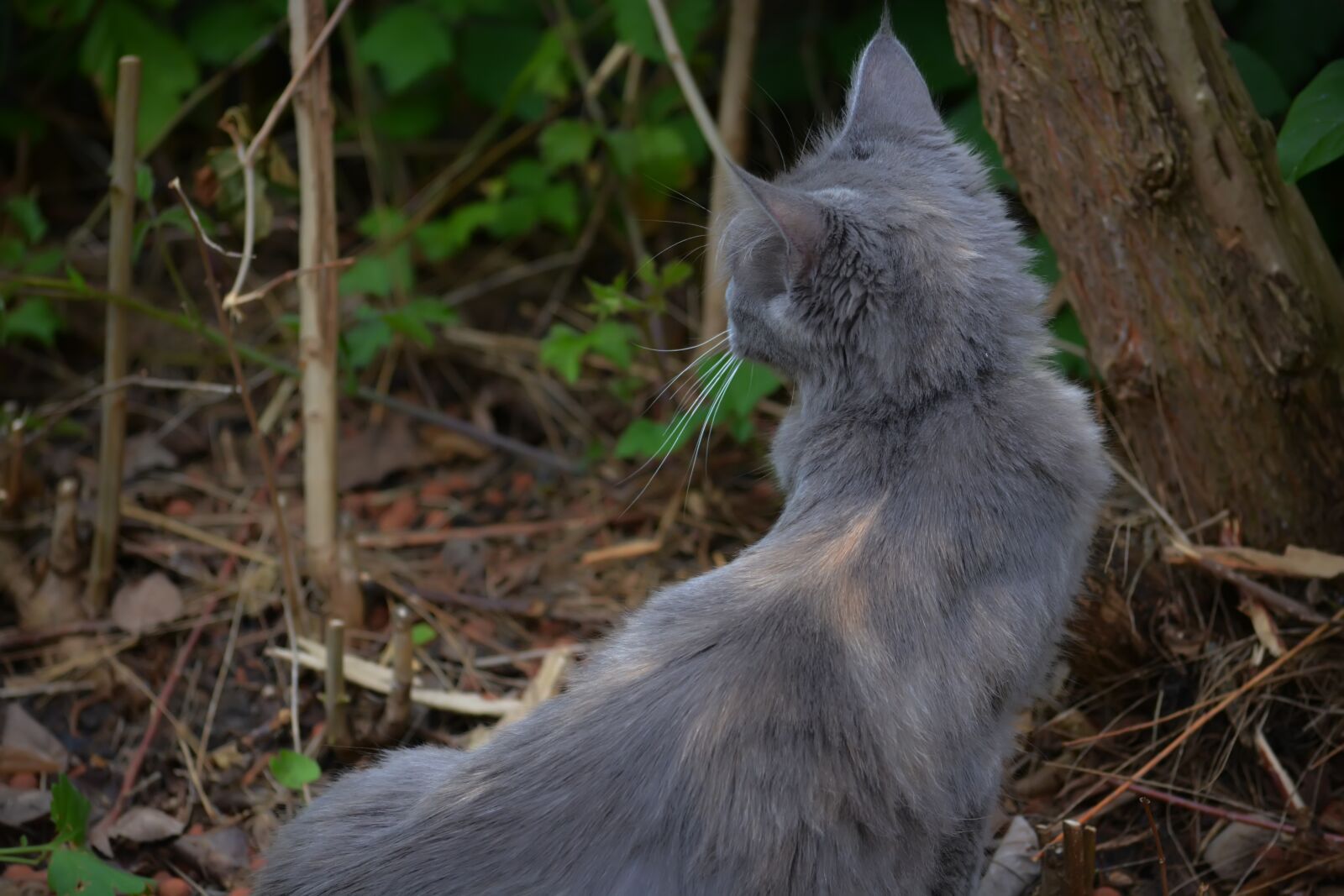 Nikon D5200 sample photo. Kathy, cat, tree photography
