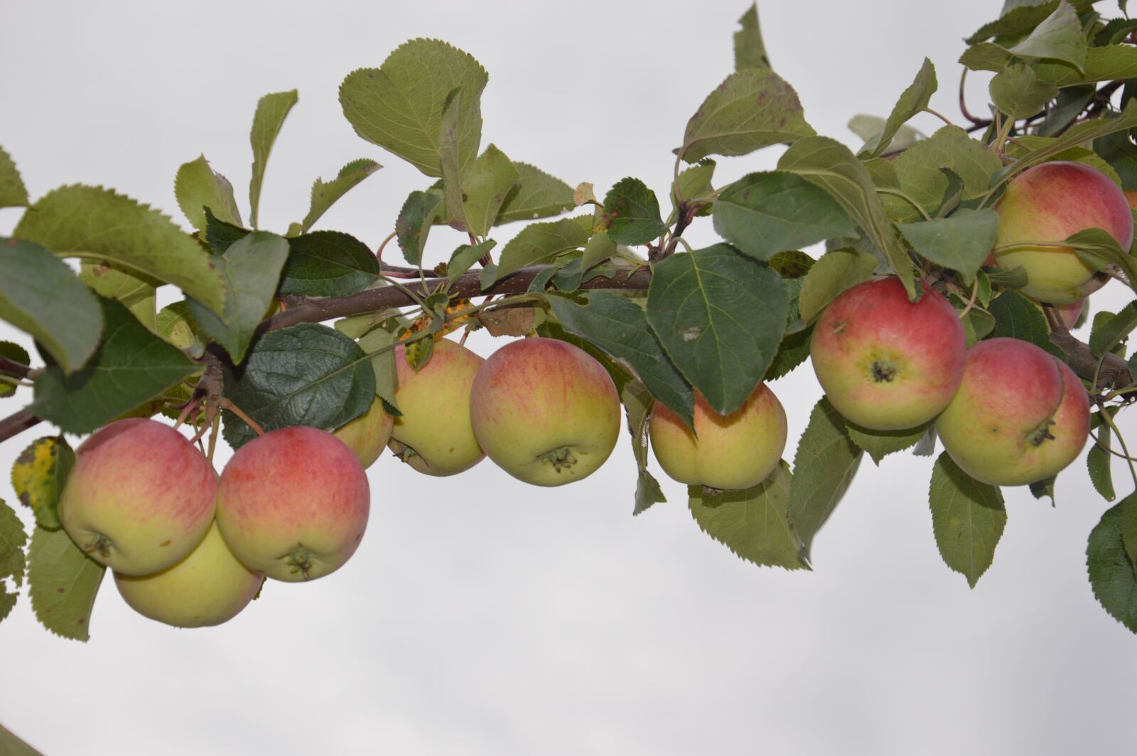 Nikon D3200 sample photo. Apple, branch, foliage photography