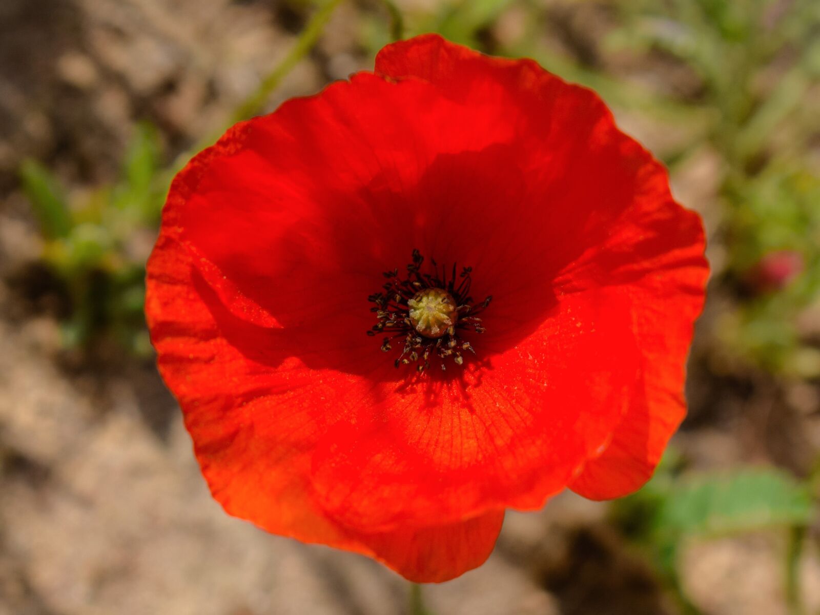Nikon D3300 sample photo. Poppy, wildflower, red photography
